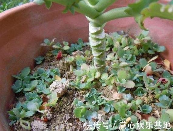 年轻人养花,没时间打理盆栽?就栽种它们,省心又能愉悦自己