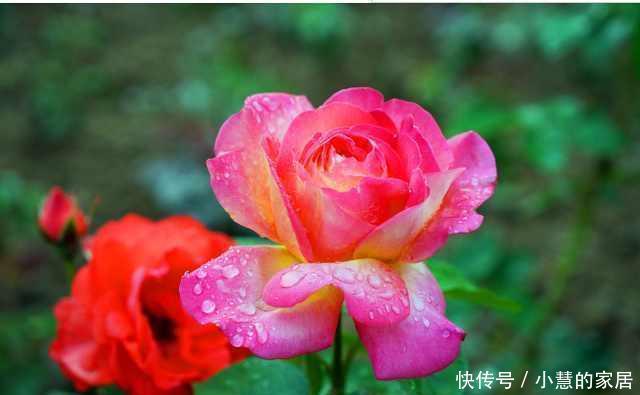 冬天水浇不好,你的花也养不活了!