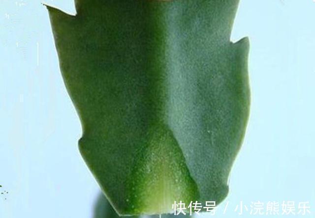 漂亮|嫁接蟹爪兰长成大树太漂亮,手把手教给你,新手也养得好
