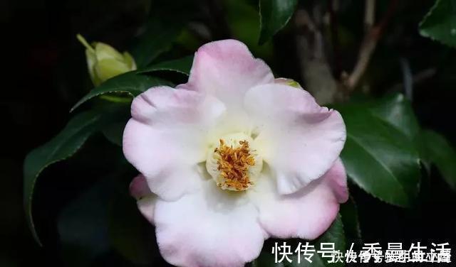 花中娇客|中国传统名花“花中娇客”,30种茶花一开,美了十里八乡