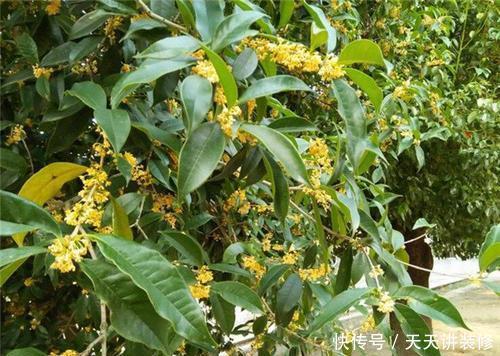 6种耐寒花,好看好打理,年年花满枝头,值得拥有!