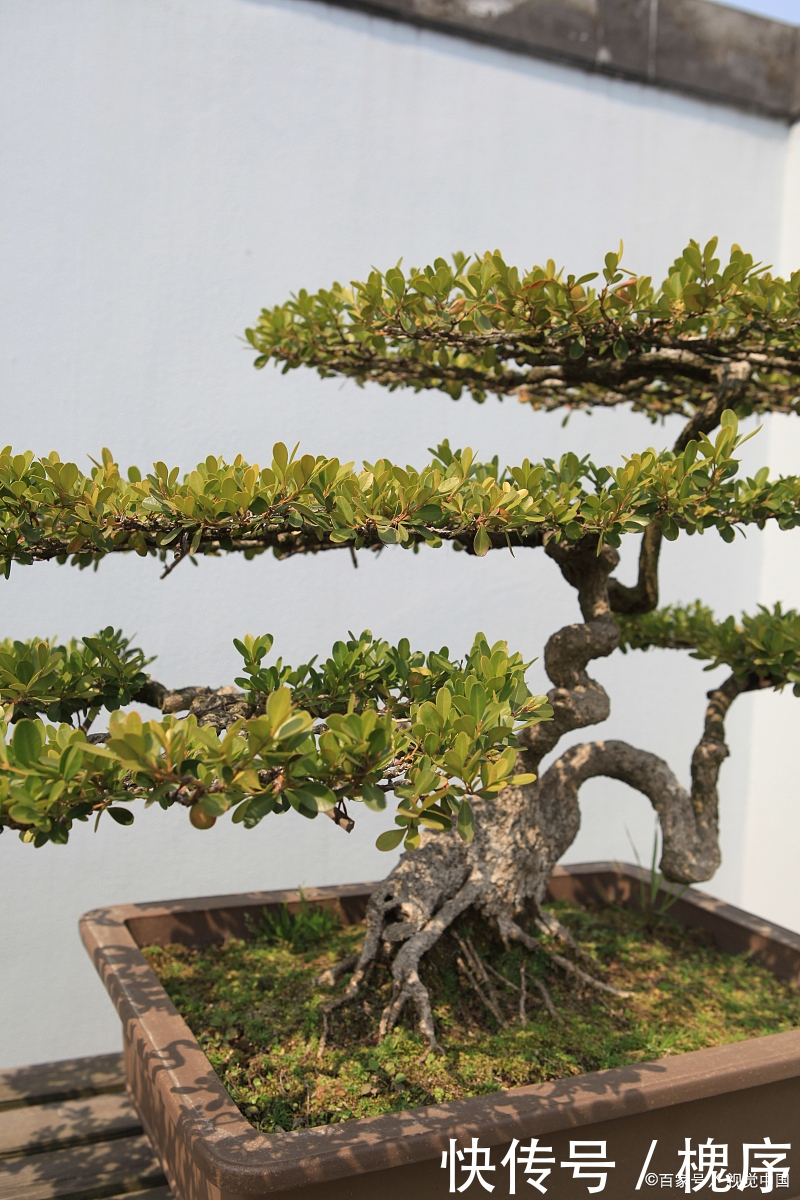 3万买棵盆景树,有人说不值,绿化带里大把,你觉得呢?