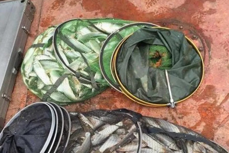 饵料千挑万选,你却不知这添加剂,一试就灵,大板鲫特爱吃