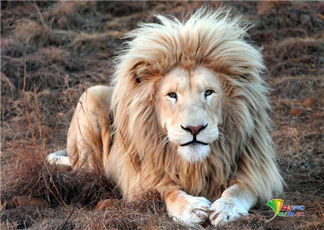 发型|小动物时尚“洗剪吹”造型令人捧腹大笑