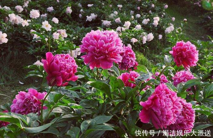 牡丹|芍药、牡丹啥傻傻分不清记住这几点就行啦!