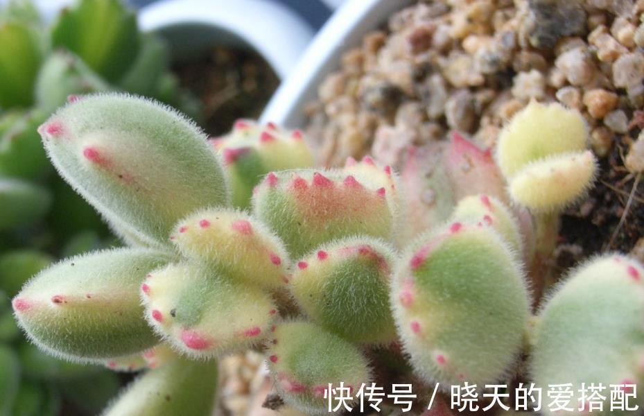 养毛绒绒多肉熊童子,做到这4点,不掉叶,呼呼长爆盆