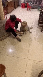 |搞笑GIF:美女有你这样吃饺子的吗,你家醋难道不要钱吗