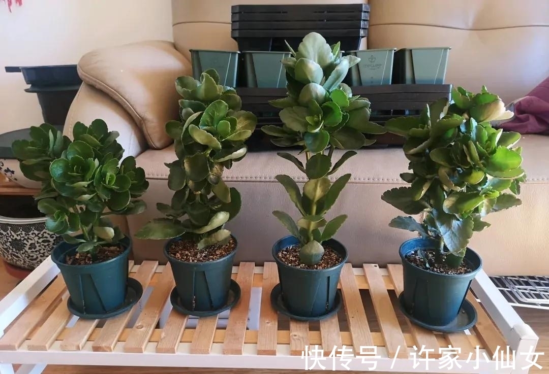 长寿花盛花时却倒伏了?做好这4点,花枝坚挺,花量再大都不怕