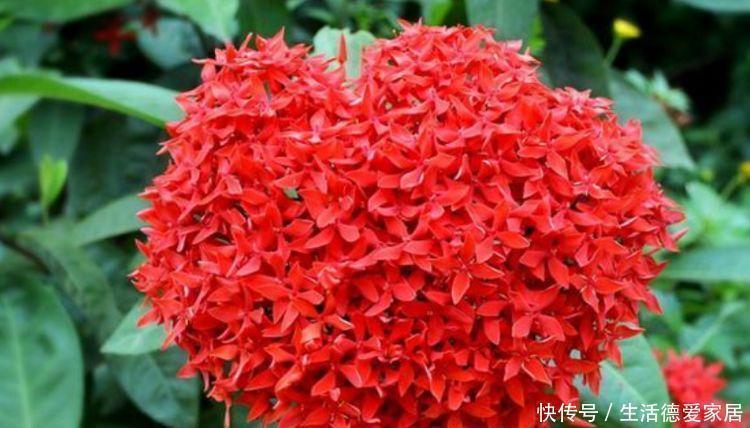 阳台养这几朵花,花开不断,开花幽香暗淡,花型圆滚惹人爱