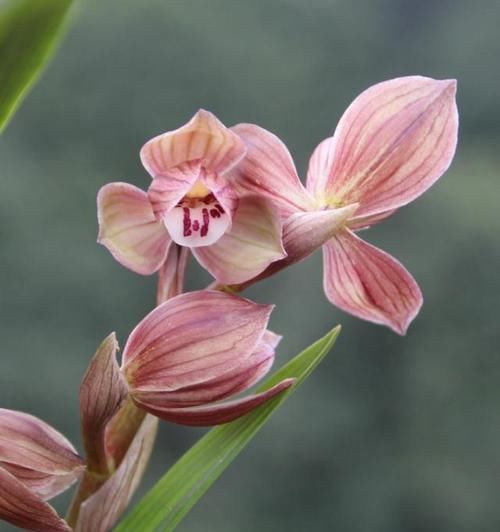 花色|此兰是“香花之王”,花色艳丽,香味浓郁,曾几万一苗,现普草价