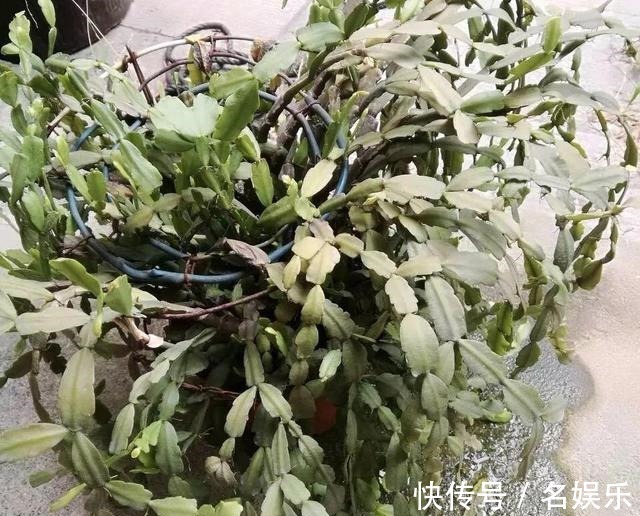 8种花现在赶紧剪,剃光头撸光叶,越狠越爆盆