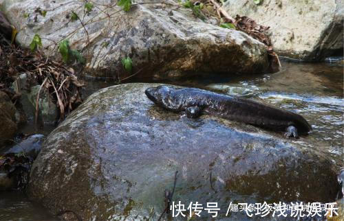 大鲵！人鱼是真实存在的吗？山海经给了我们答案，人面鱼身现存于世