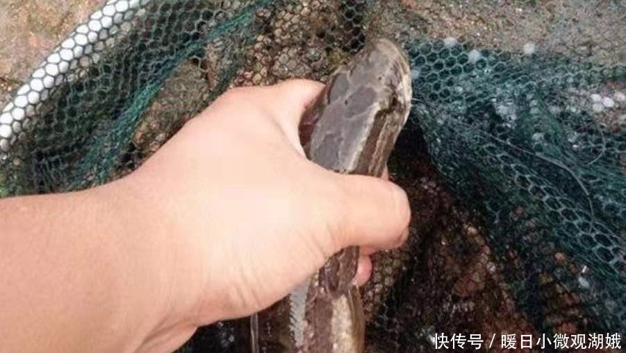 钓法|难道这才是黑鱼一次次上钩的原因？果断尝试这新钓法，彻底服了