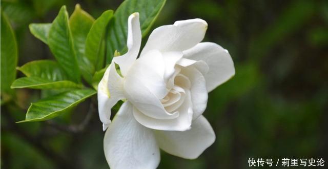 4种花美不胜收，花开媲美玫瑰，花朵姿态万千