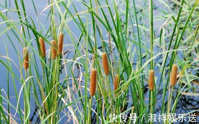 火腿肠|路边水沟里,长满火腿肠,比花还好看,赶快采一把,一年吃不完