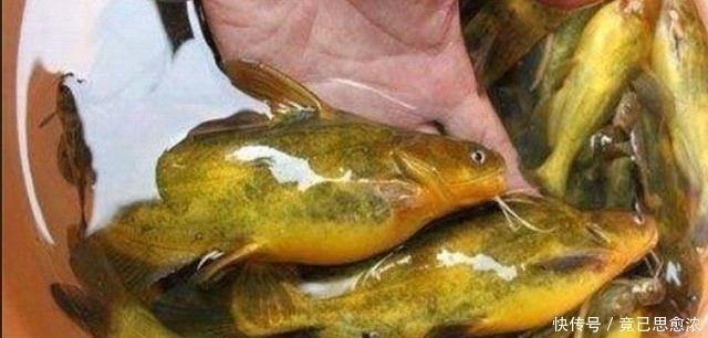 黄颡鱼|别再七想八想,“征服”黄颡鱼就得用这钓法,不料刚一下竿就有口!