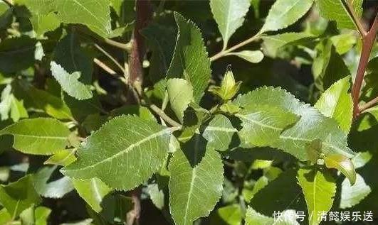 脑圣药|这种植物是醒脑圣药，但却也是“新型罂粟”，很多人竟然当蔬菜吃