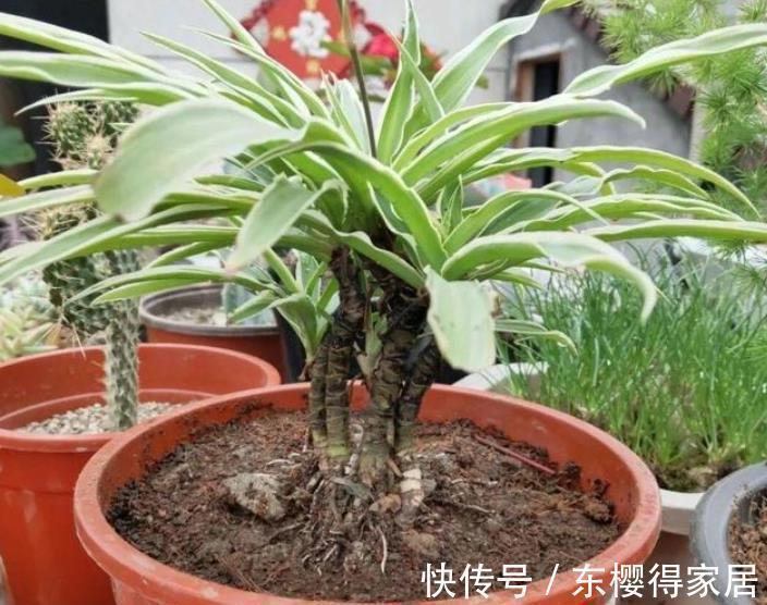 一剪|8月给吊兰剪一剪,快速养成精致大老桩,谁见了都夸美