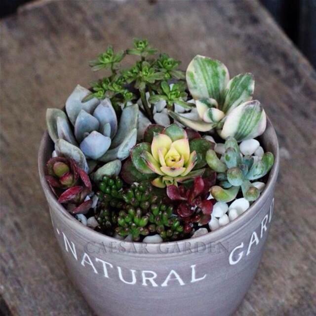 能把6种盆栽养死的站出来，以后请你们远离花草！