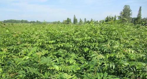 它是天然的“胰岛素”,高血糖的人要多吃,血糖悄悄降下来