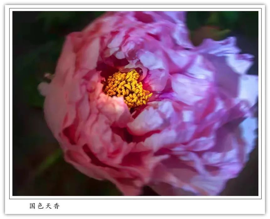 国色天香@唯有牡丹真国色,花开时节迎新春