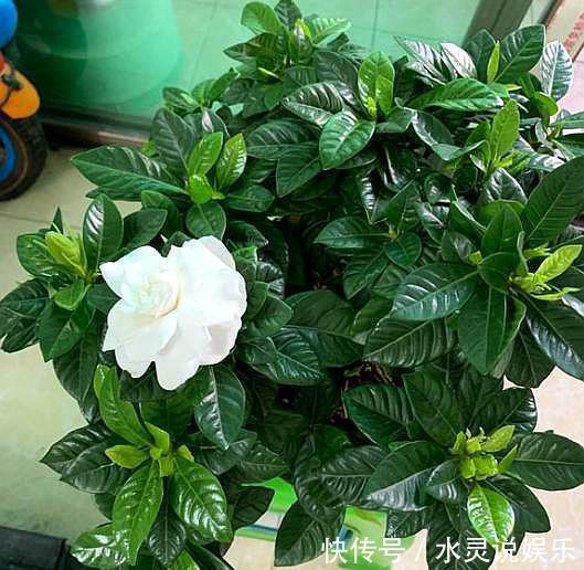 枝头|养栀子花,记住“8个字”,永远不黄叶,叶片油绿,枝头窜满花苞