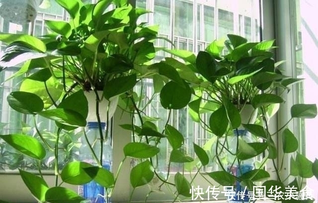 卧室为什么不能放绿萝, 怎么放绿萝才最好