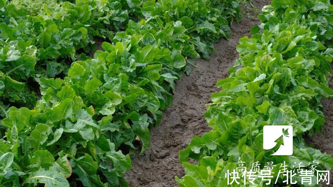 菊苣|“嘌呤大户”被揪出，少吃避免痛风，同时多吃这2水3物