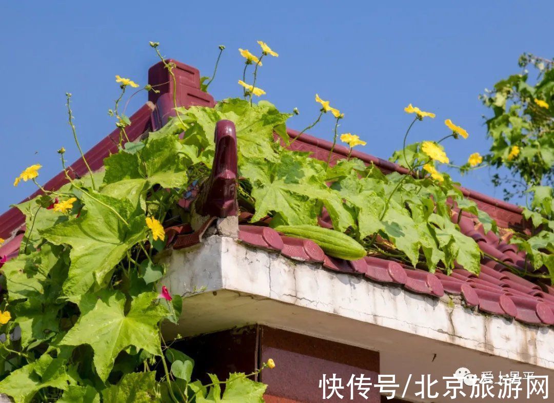 居庸关|这个风景秀美的村庄，溪流叠水，野花遍地，现在去正好~