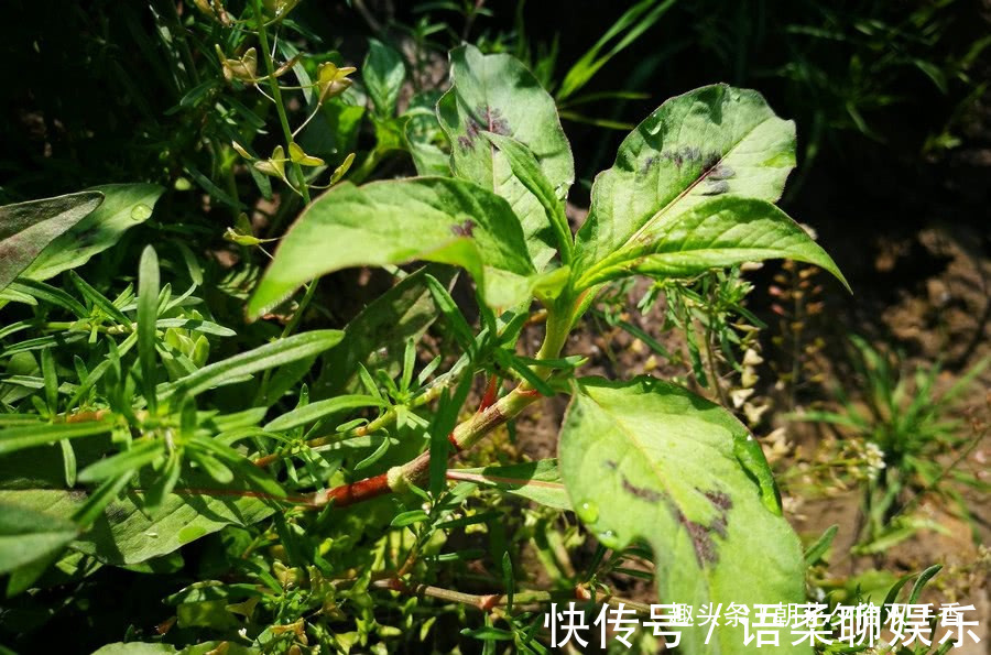 花纹|乡下常见一种叶片有花纹的野草，营养丰富，可食用，也可药用！