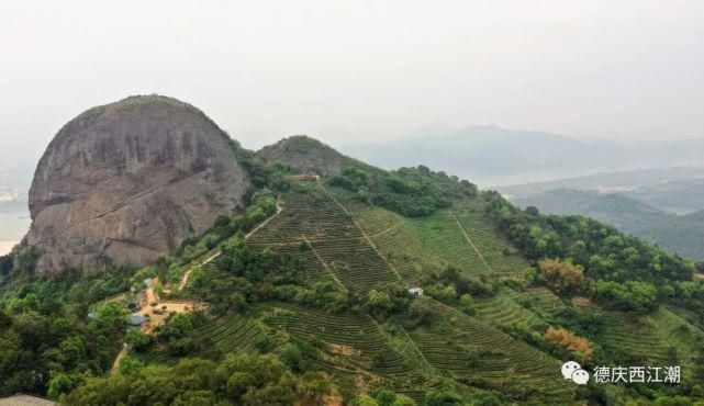 中年|德庆回龙六水村华表石200亩茶园，省里已批准建设休闲运动旅游度假区