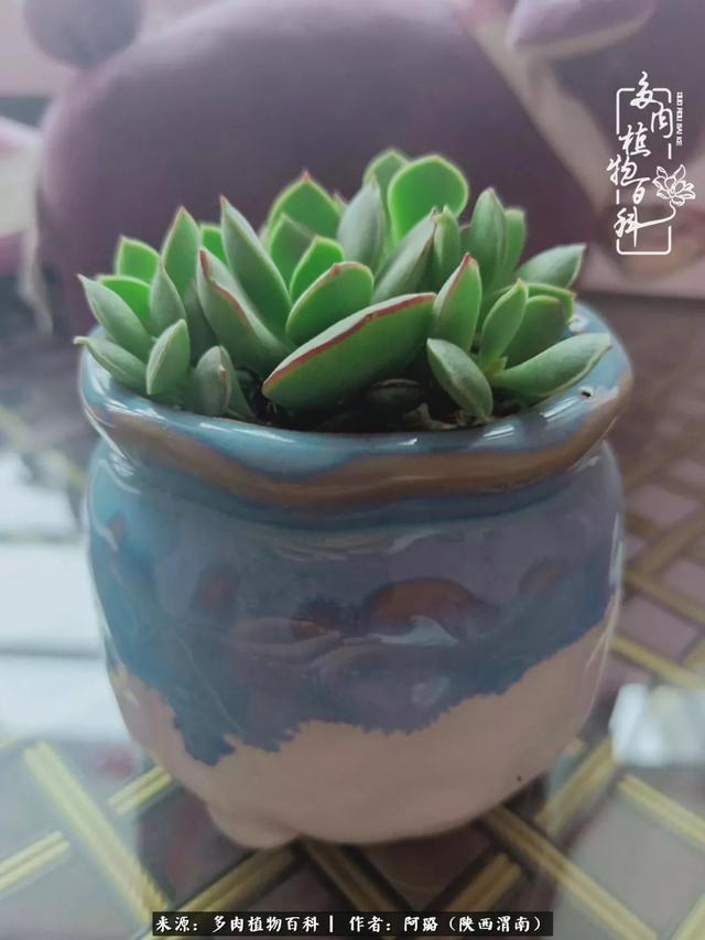 这些年养的那些多肉！附靠谱的多肉度夏小技巧！