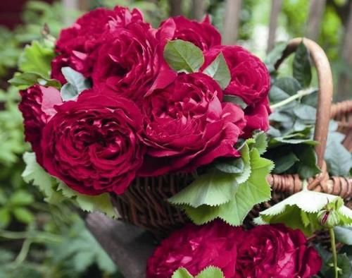 家庭地栽月季,立春前后这么打理,开花越来越多,个大色艳