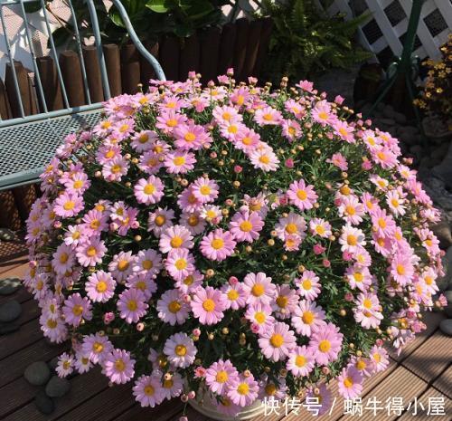 空荡荡的阳台,教你这样养盆栽花卉,随便种几盆,开成小花园!