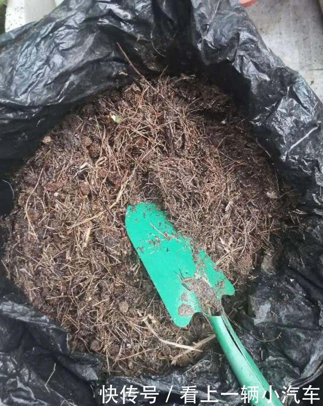 养花技巧：花盆里出现这个，抓紧换盆，不然一浇水就死翘翘