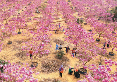 花样山村 岭南春早（侨乡新貌）
