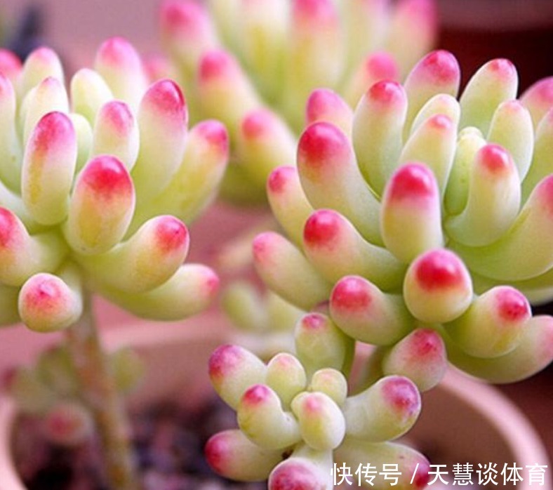 多肉植物|多肉爱喝2种“肥水”,一月给2次,叶子胖嘟嘟,养成“小胖墩”