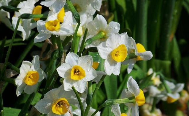 冬季有4种花是“一次性”植物,开完扔掉就行,再养浪费时间!