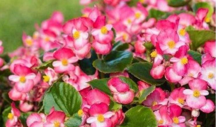 花友们|4种花埋土里就活,越旺开花越多,花开满盆,阳台开成小花园!