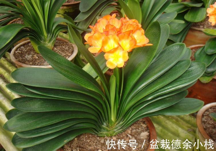 恶习|君子兰盆栽,忌讳这3个地方不走心,养成恶习