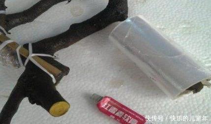 盆景教学:金弹子生桩栽培图解法,一看就懂!