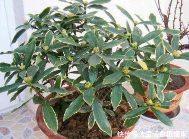 花蕾|养金边瑞香,给它施上1种肥,开花多,花香浓!