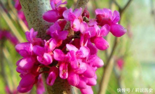 4种花开花爆盆很简单,沾土就能活,满树都是花朵