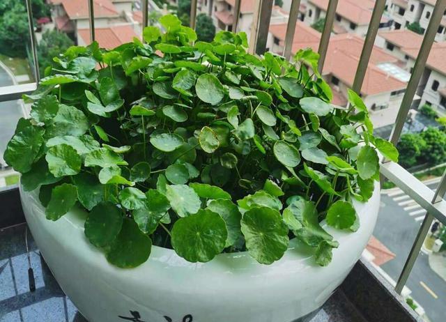 春季养铜钱草，记住9个字，长势快，绿叶多，新手也能养爆盆