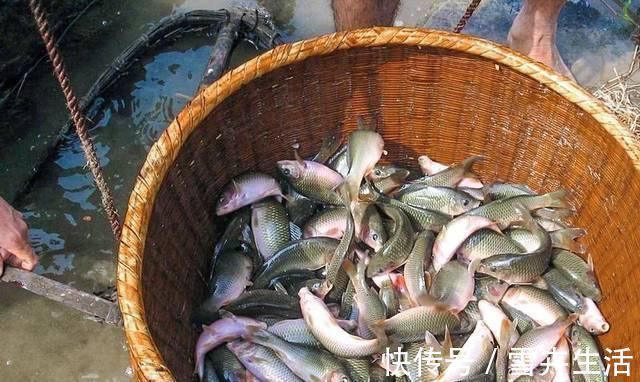 味香汤|现在才知道，买鲫鱼这么简单，煮鱼汤又香又鲜，不懂真可惜