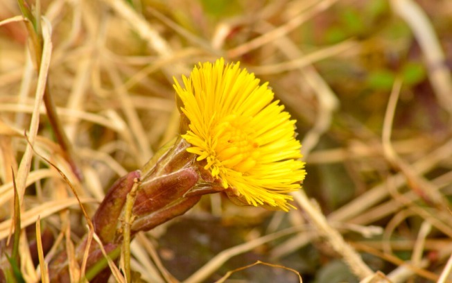 中药|有一味中药是咳痰良药,润肺降逆,咳嗽新久、寒热、虚实均可用