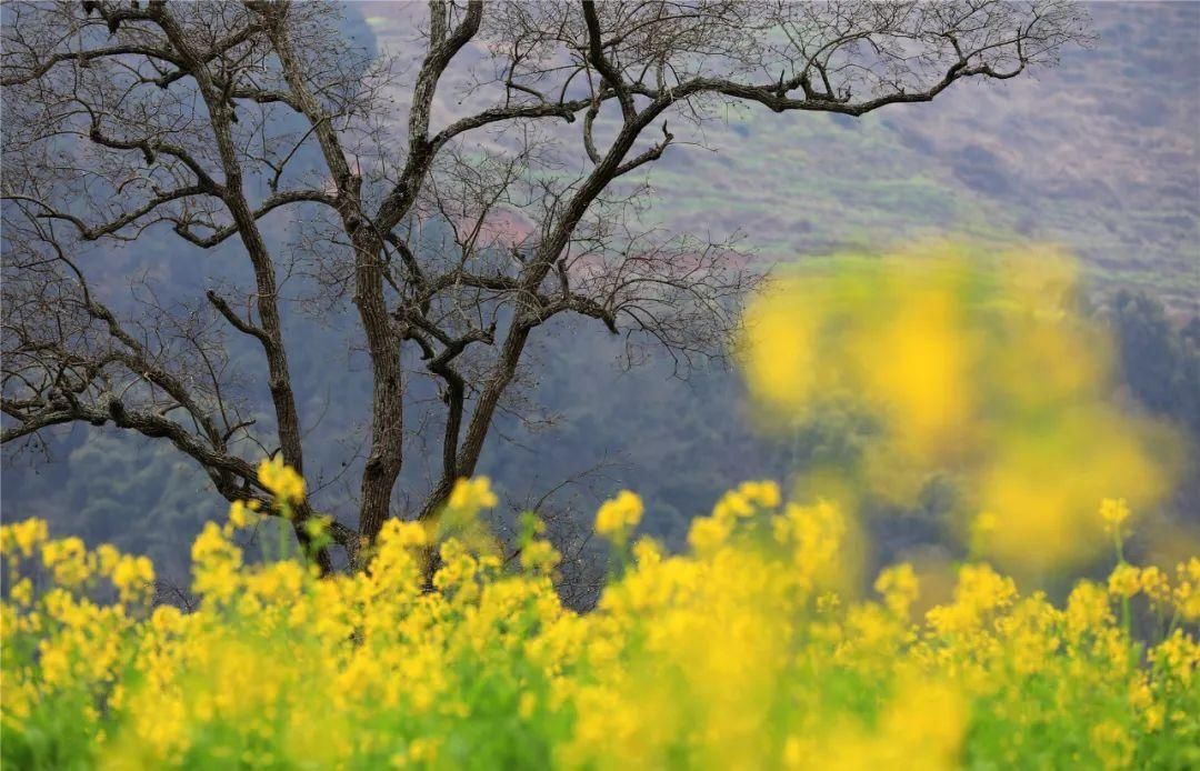中年|草长莺飞二月天里，赴一场春日的花宴