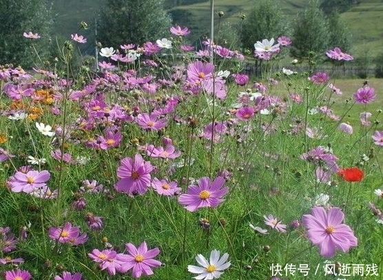 桃花朵朵|下个月开始，桃花朵朵，4属相爱情甜蜜，迎接幸福的二人世界