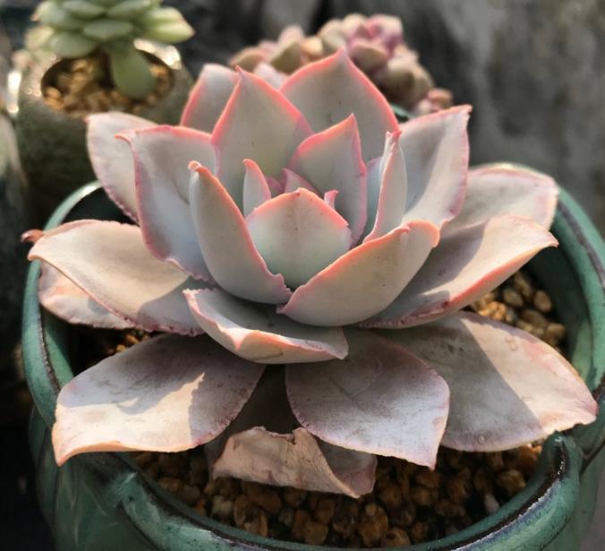 多肉植物给水有技巧,别再乱浇水了,花农教你一招让多肉肥厚