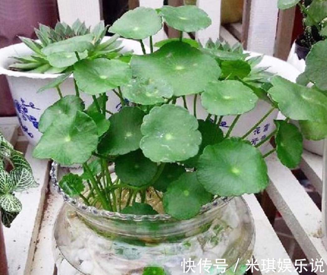 花盆|4种普通的小植物,挖回来做成“小盆景”,摆在桌面上清新自然